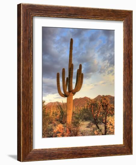 USA, Arizona, Tucson, Saguaro National Park-Michele Falzone-Framed Photographic Print