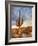 USA, Arizona, Tucson, Saguaro National Park-Michele Falzone-Framed Photographic Print