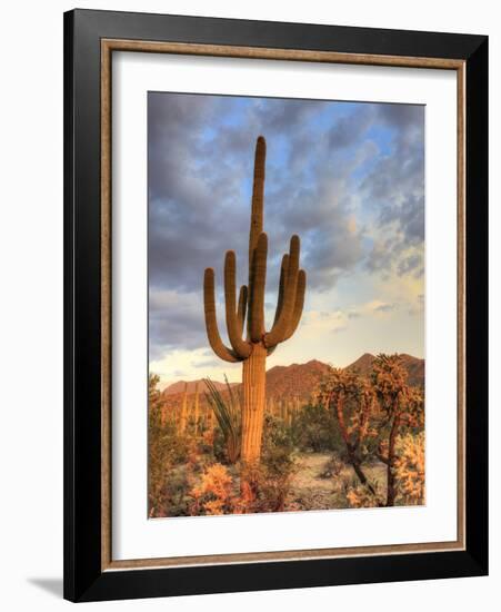 USA, Arizona, Tucson, Saguaro National Park-Michele Falzone-Framed Photographic Print