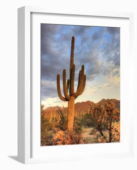 USA, Arizona, Tucson, Saguaro National Park-Michele Falzone-Framed Photographic Print