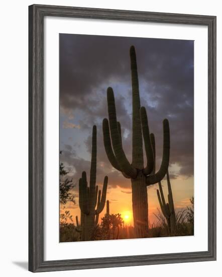 USA, Arizona, Tucson, Saguaro National Park-Michele Falzone-Framed Photographic Print