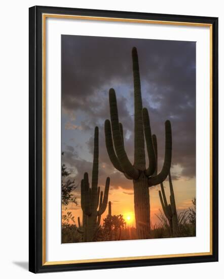 USA, Arizona, Tucson, Saguaro National Park-Michele Falzone-Framed Photographic Print