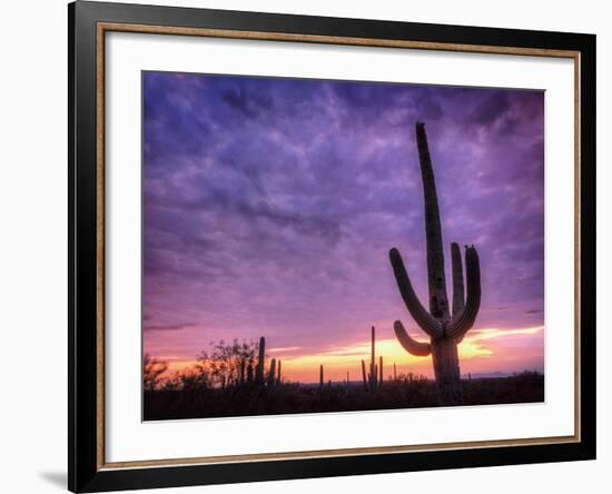 USA, Arizona, Tucson, Saguaro National Park-Michele Falzone-Framed Photographic Print