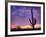 USA, Arizona, Tucson, Saguaro National Park-Michele Falzone-Framed Photographic Print