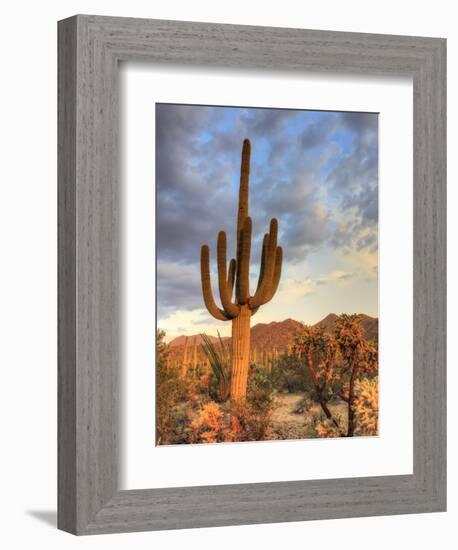 USA, Arizona, Tucson, Saguaro National Park-Michele Falzone-Framed Photographic Print