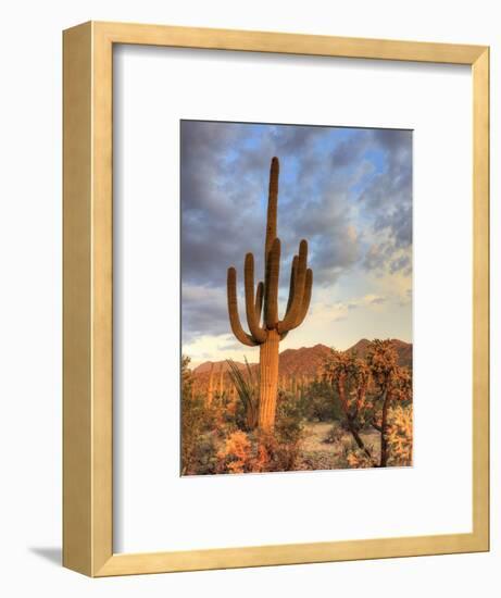 USA, Arizona, Tucson, Saguaro National Park-Michele Falzone-Framed Photographic Print