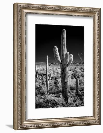 USA, Arizona, Tucson, Saguaro National Park-Peter Hawkins-Framed Photographic Print