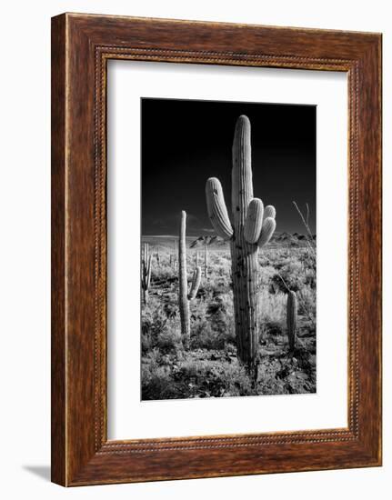 USA, Arizona, Tucson, Saguaro National Park-Peter Hawkins-Framed Photographic Print