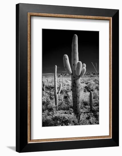 USA, Arizona, Tucson, Saguaro National Park-Peter Hawkins-Framed Photographic Print