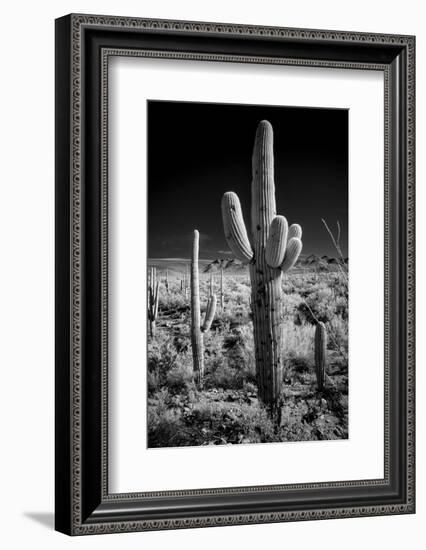 USA, Arizona, Tucson, Saguaro National Park-Peter Hawkins-Framed Photographic Print