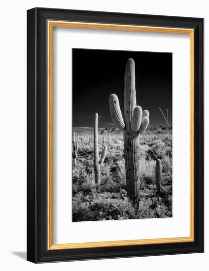 USA, Arizona, Tucson, Saguaro National Park-Peter Hawkins-Framed Photographic Print