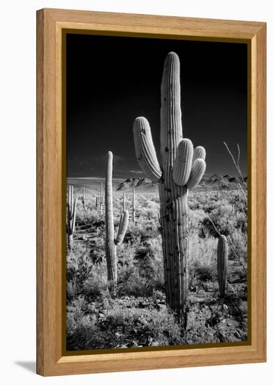 USA, Arizona, Tucson, Saguaro National Park-Peter Hawkins-Framed Premier Image Canvas