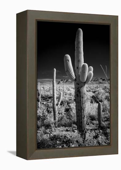 USA, Arizona, Tucson, Saguaro National Park-Peter Hawkins-Framed Premier Image Canvas