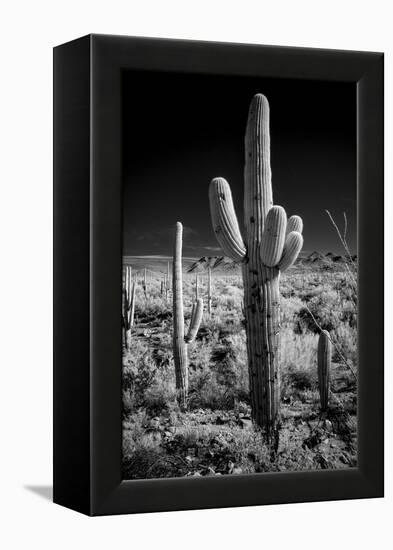 USA, Arizona, Tucson, Saguaro National Park-Peter Hawkins-Framed Premier Image Canvas