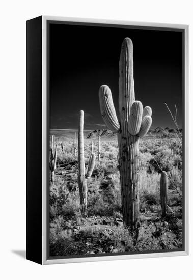 USA, Arizona, Tucson, Saguaro National Park-Peter Hawkins-Framed Premier Image Canvas