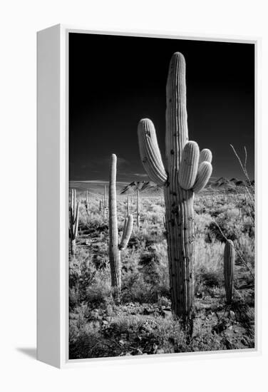 USA, Arizona, Tucson, Saguaro National Park-Peter Hawkins-Framed Premier Image Canvas