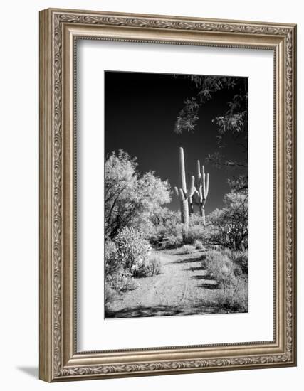 USA, Arizona, Tucson, Saguaro National Park-Peter Hawkins-Framed Photographic Print