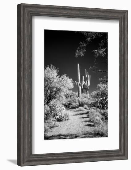 USA, Arizona, Tucson, Saguaro National Park-Peter Hawkins-Framed Photographic Print