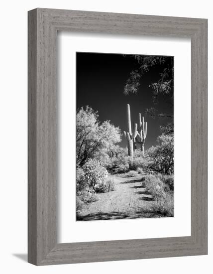 USA, Arizona, Tucson, Saguaro National Park-Peter Hawkins-Framed Photographic Print