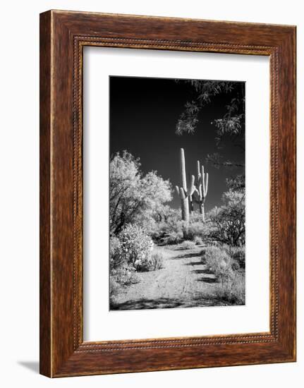 USA, Arizona, Tucson, Saguaro National Park-Peter Hawkins-Framed Photographic Print