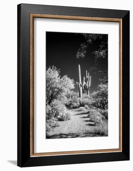 USA, Arizona, Tucson, Saguaro National Park-Peter Hawkins-Framed Photographic Print