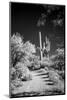 USA, Arizona, Tucson, Saguaro National Park-Peter Hawkins-Mounted Photographic Print