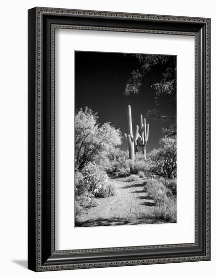 USA, Arizona, Tucson, Saguaro National Park-Peter Hawkins-Framed Photographic Print