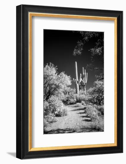 USA, Arizona, Tucson, Saguaro National Park-Peter Hawkins-Framed Photographic Print