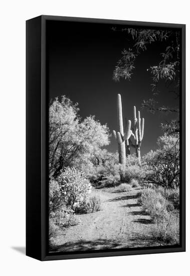 USA, Arizona, Tucson, Saguaro National Park-Peter Hawkins-Framed Premier Image Canvas