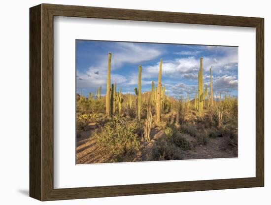 USA, Arizona, Tucson, Saguaro National Park-Peter Hawkins-Framed Photographic Print