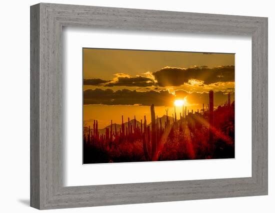 USA, Arizona, Tucson, Saguaro National Park-Peter Hawkins-Framed Photographic Print