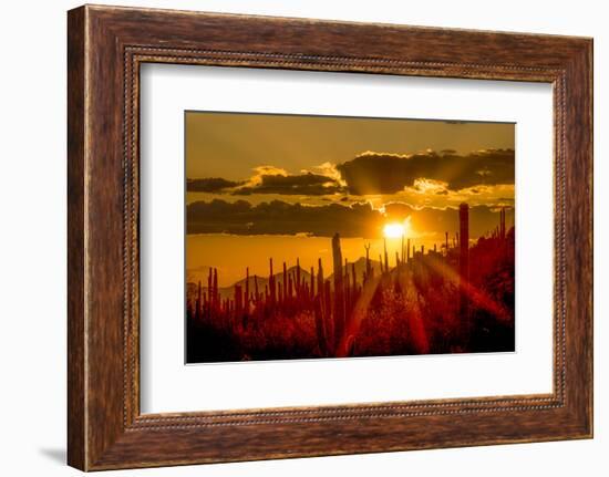 USA, Arizona, Tucson, Saguaro National Park-Peter Hawkins-Framed Photographic Print