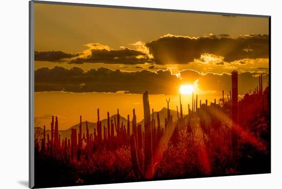 USA, Arizona, Tucson, Saguaro National Park-Peter Hawkins-Mounted Photographic Print