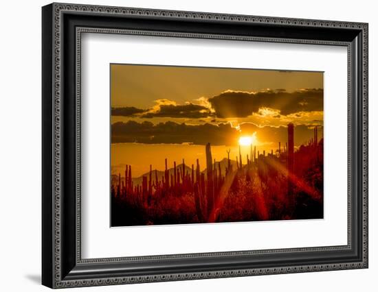 USA, Arizona, Tucson, Saguaro National Park-Peter Hawkins-Framed Photographic Print