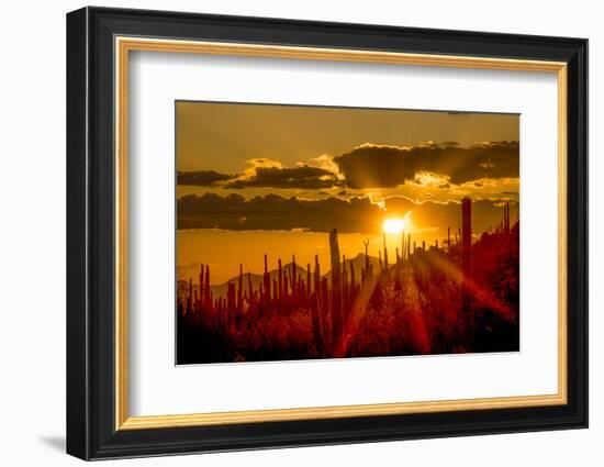 USA, Arizona, Tucson, Saguaro National Park-Peter Hawkins-Framed Photographic Print