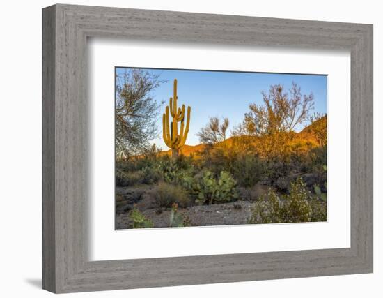 USA, Arizona, Tucson, Saguaro National Park-Peter Hawkins-Framed Photographic Print