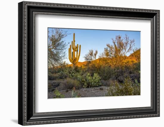 USA, Arizona, Tucson, Saguaro National Park-Peter Hawkins-Framed Photographic Print