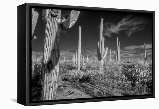 USA, Arizona, Tucson, Saguaro National Park-Peter Hawkins-Framed Premier Image Canvas