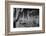 USA, Arizona, Tucson, Saguaro National Park-Peter Hawkins-Framed Photographic Print