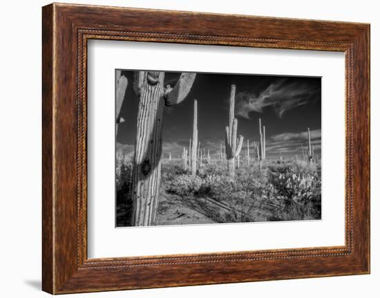 USA, Arizona, Tucson, Saguaro National Park-Peter Hawkins-Framed Photographic Print