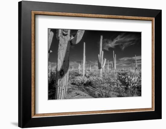 USA, Arizona, Tucson, Saguaro National Park-Peter Hawkins-Framed Photographic Print