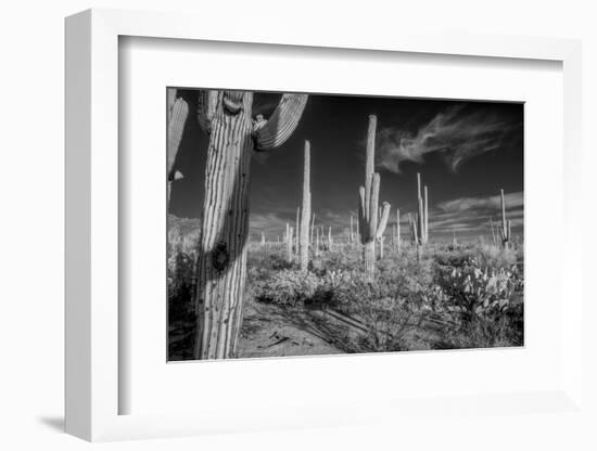 USA, Arizona, Tucson, Saguaro National Park-Peter Hawkins-Framed Photographic Print