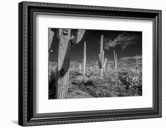 USA, Arizona, Tucson, Saguaro National Park-Peter Hawkins-Framed Photographic Print