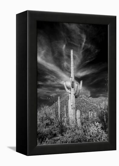 USA, Arizona, Tucson, Saguaro National Park-Peter Hawkins-Framed Premier Image Canvas