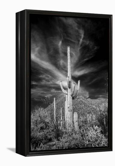 USA, Arizona, Tucson, Saguaro National Park-Peter Hawkins-Framed Premier Image Canvas