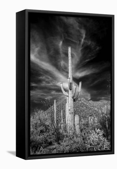 USA, Arizona, Tucson, Saguaro National Park-Peter Hawkins-Framed Premier Image Canvas