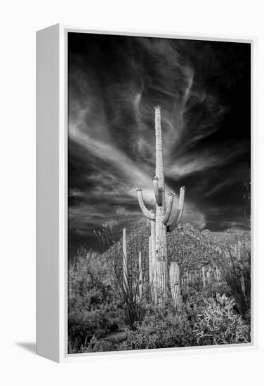 USA, Arizona, Tucson, Saguaro National Park-Peter Hawkins-Framed Premier Image Canvas