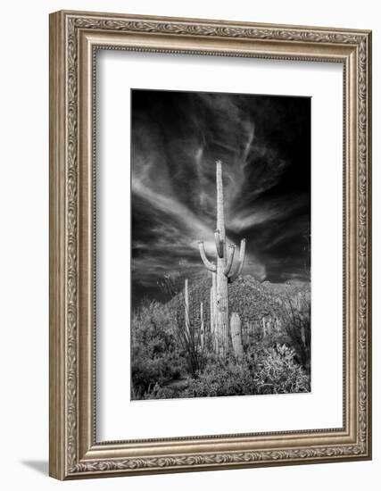 USA, Arizona, Tucson, Saguaro National Park-Peter Hawkins-Framed Photographic Print