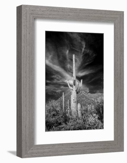 USA, Arizona, Tucson, Saguaro National Park-Peter Hawkins-Framed Photographic Print