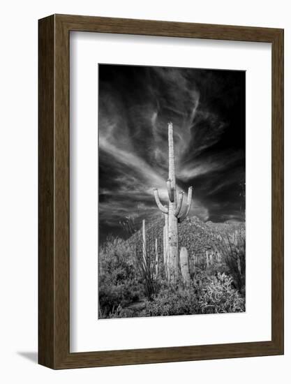 USA, Arizona, Tucson, Saguaro National Park-Peter Hawkins-Framed Photographic Print